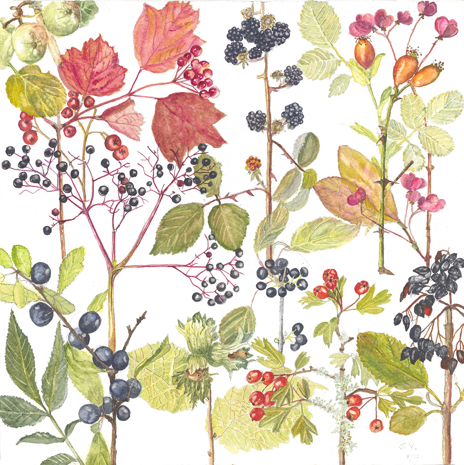 Autumn Hedgerow