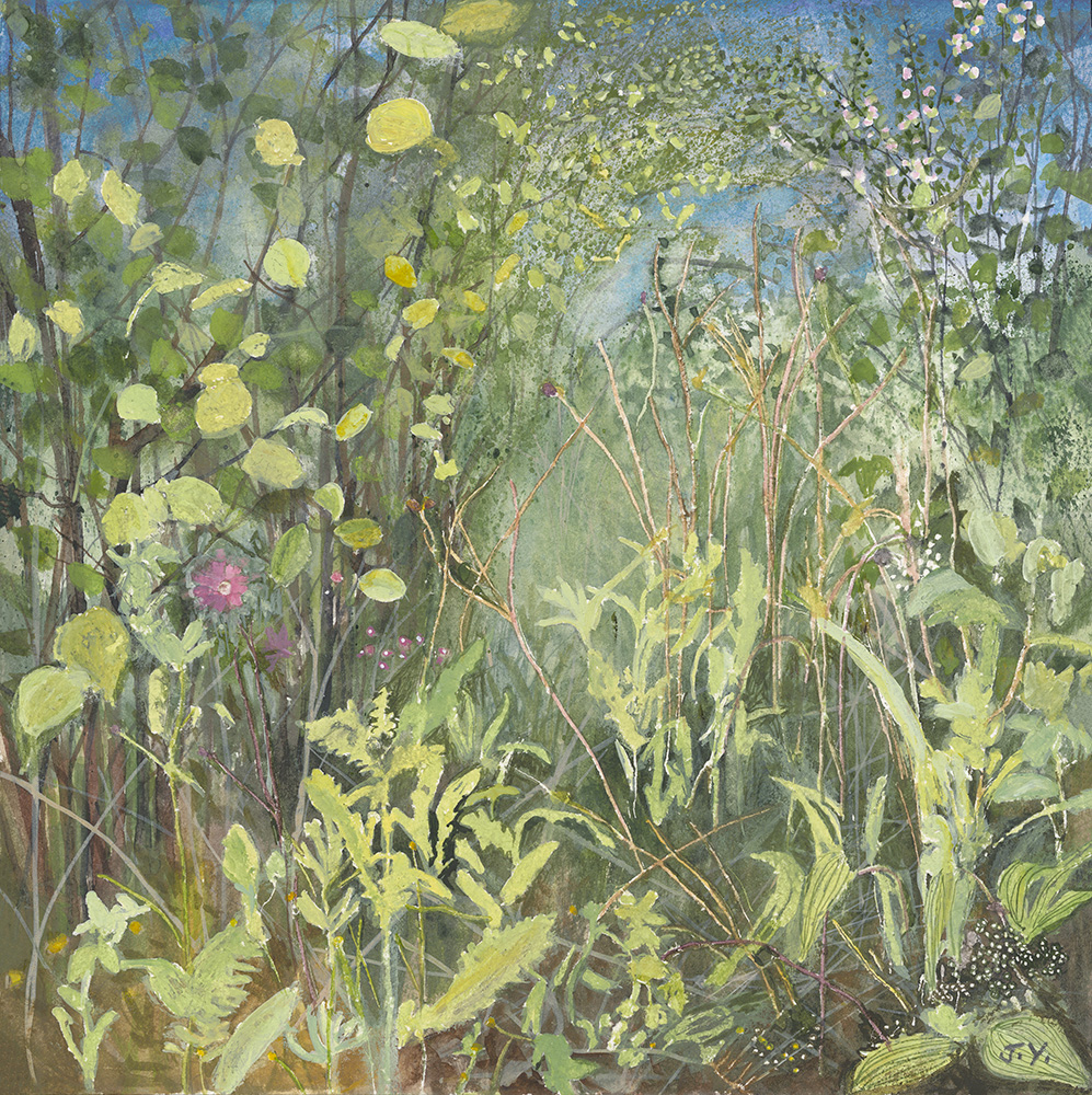 JYarrow_HazelandRedCampion_Spring