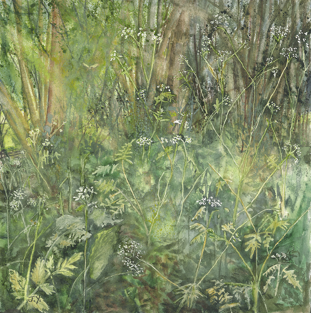 JYarrow_WoodlandSnicketCowparsley