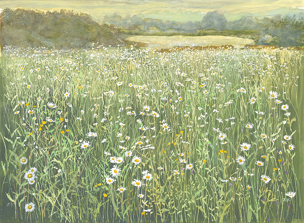JudithYarrow_MoonDaisies