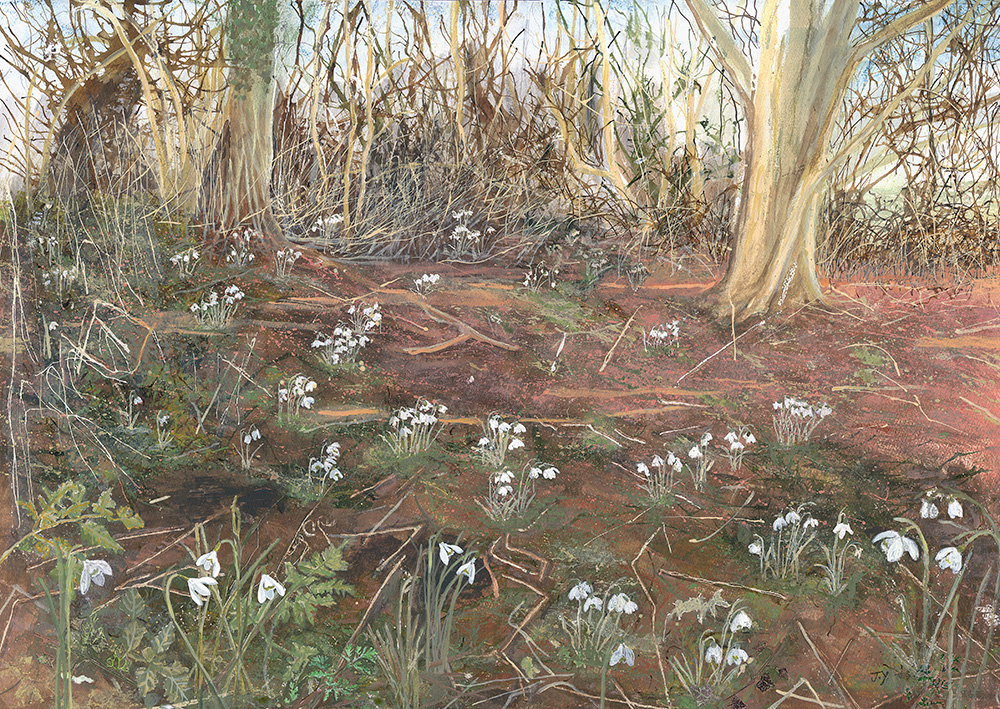 JudithYarrow_Snowdrops_edited