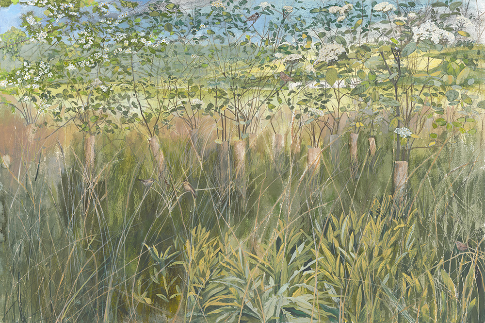 JudithYarrow_SpringWoodlandMargin