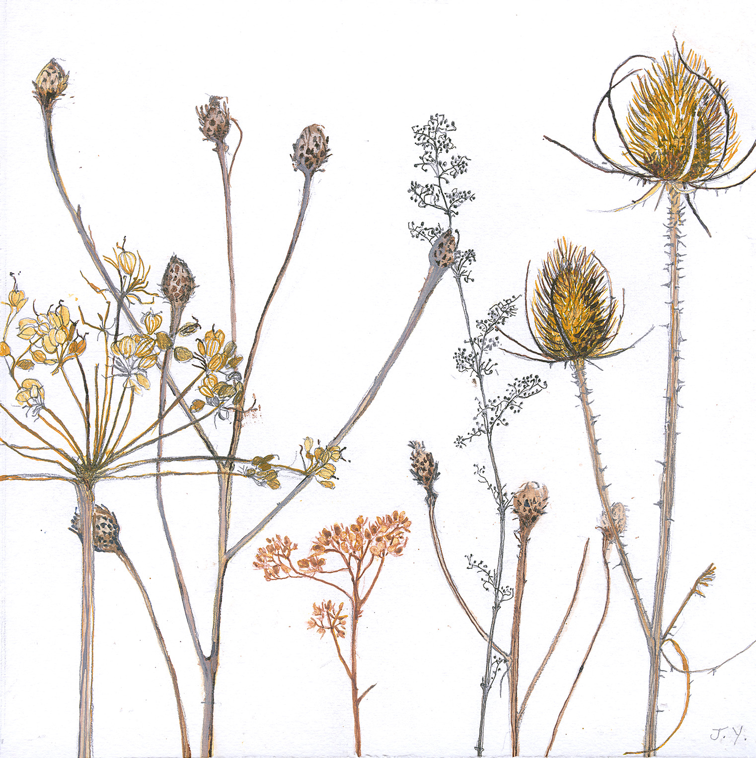 WINTER SEEDHEADS_